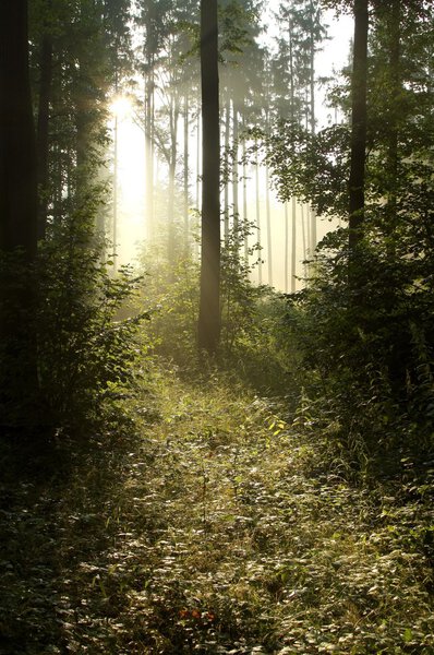 Утренний солнечный свет в туманном лесу
