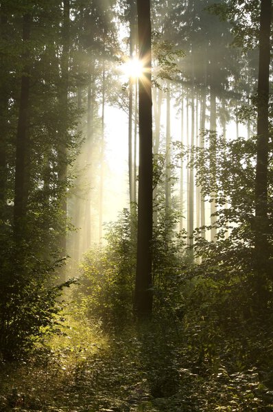 Утренний солнечный свет в туманном лесу
