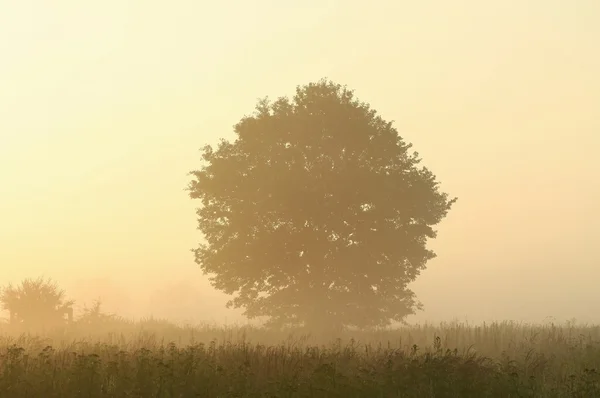 孤独的栎树 — 图库照片