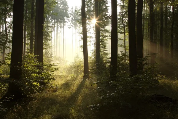 Foresta nebbiosa all'alba — Foto Stock