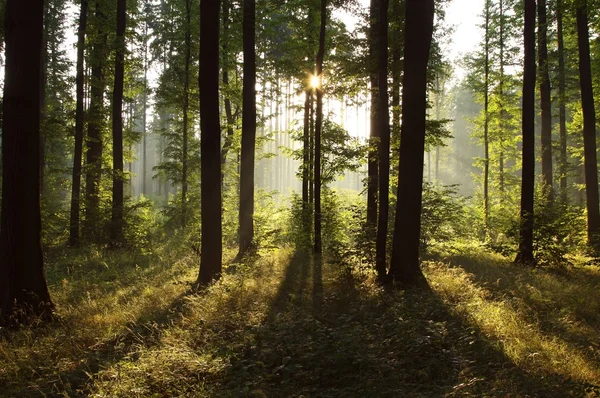 Foresta nebbiosa all'alba — Foto Stock