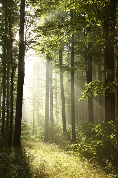 Forêt brumeuse au lever du soleil — Photo