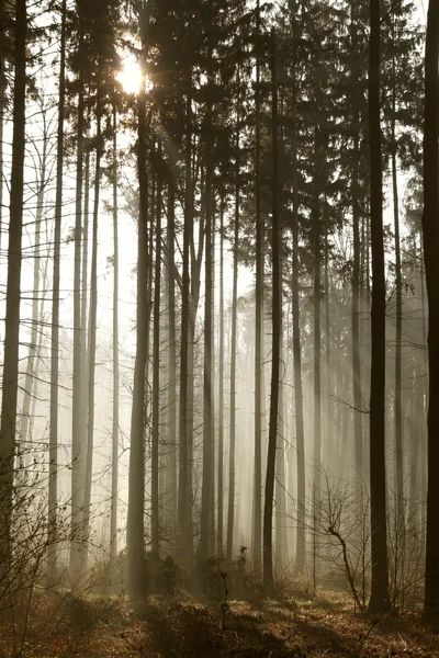 Μυστηριώδες δάσος — Φωτογραφία Αρχείου