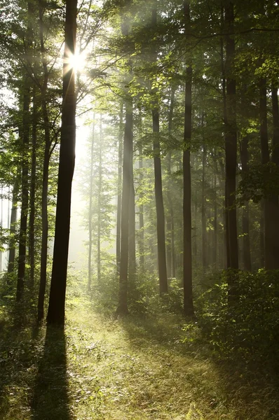 霧の朝の緑豊かな森林 — ストック写真