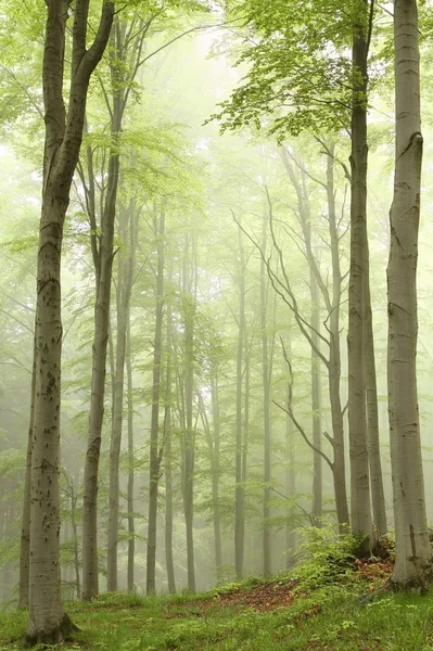 미스티 너도밤나무 숲 — 스톡 사진