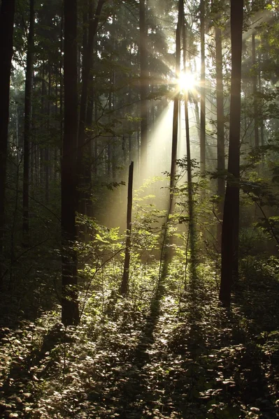 stock image Mysterious forest