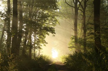 Mysterious forest at dawn clipart