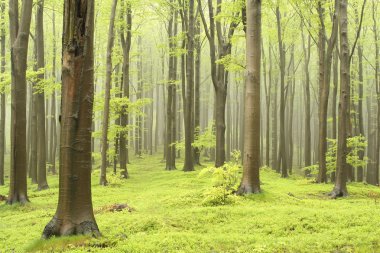 Misty beech forest clipart