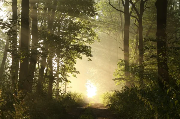 Таємничий ліс на світанку — стокове фото