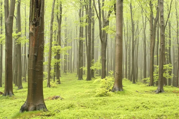 Misty beech forest — Stock Photo, Image