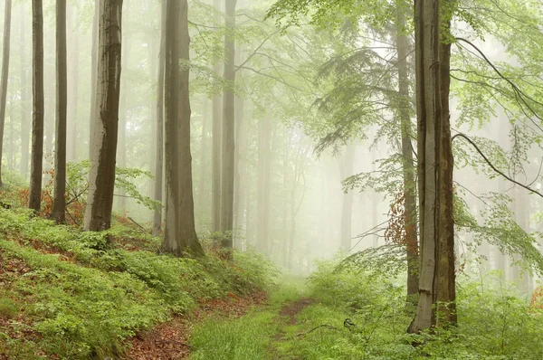 Caminho de floresta nebulosa — Fotografia de Stock