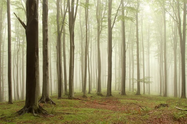 Mlhavý bukový les — Stock fotografie