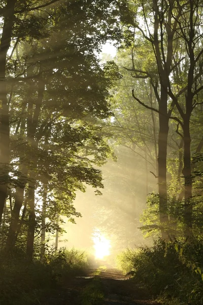 Geheimnisvoller Wald im Morgengrauen — Stockfoto