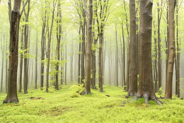 春のブナの森林 — ストック写真
