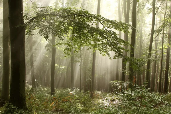 Las bukowy o świcie — Zdjęcie stockowe