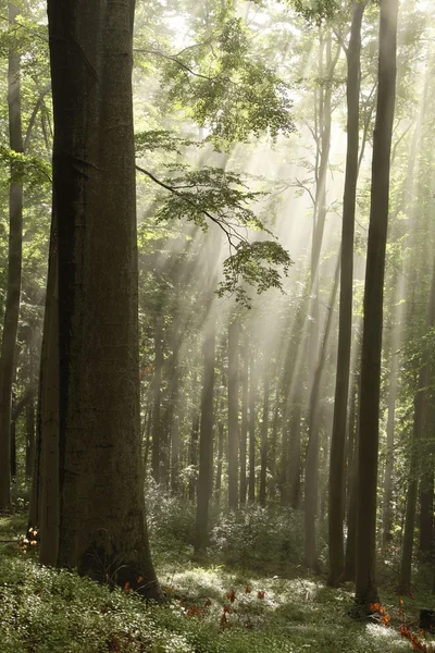 Ködös hajnal az erdőben — Stock Fotó