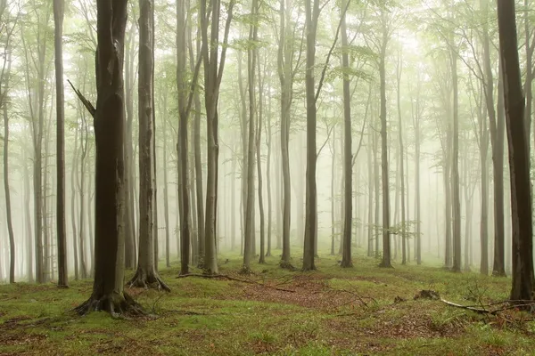Туманні лісу — стокове фото