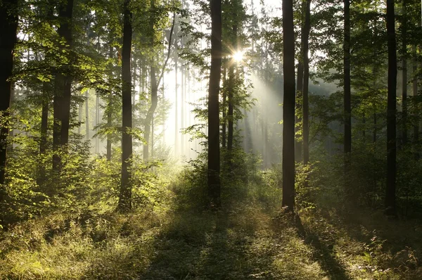 Ködös erdő napkeltekor — Stock Fotó