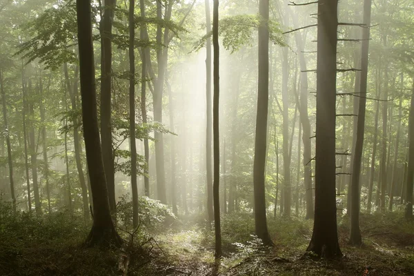 Misty dawn in the forest — Stock Photo, Image