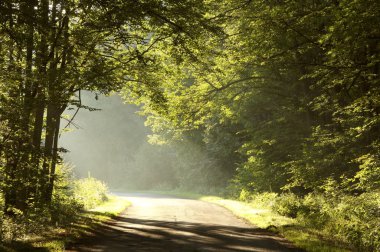 Şafak vakti sisli ormanı kırsal yol