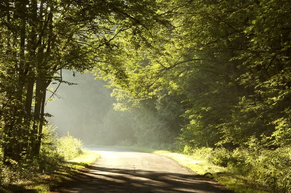 Landstraße durch den nebligen Wald im Morgengrauen — Stockfoto