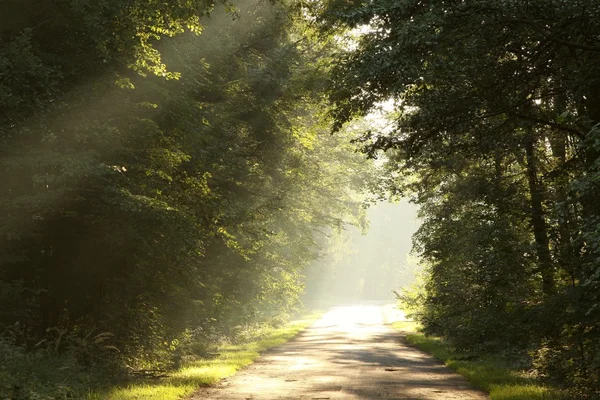 Заміська дорога в лісі на туманний ранок — стокове фото