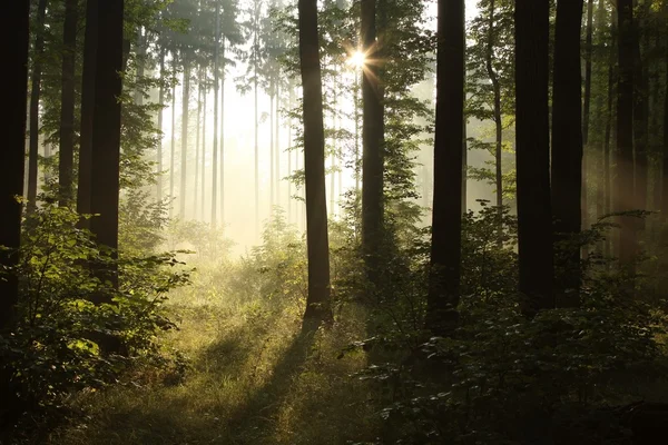 Весенний лес на восходе солнца — стоковое фото