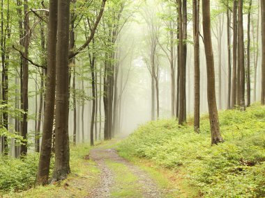 Path through foggy forest clipart