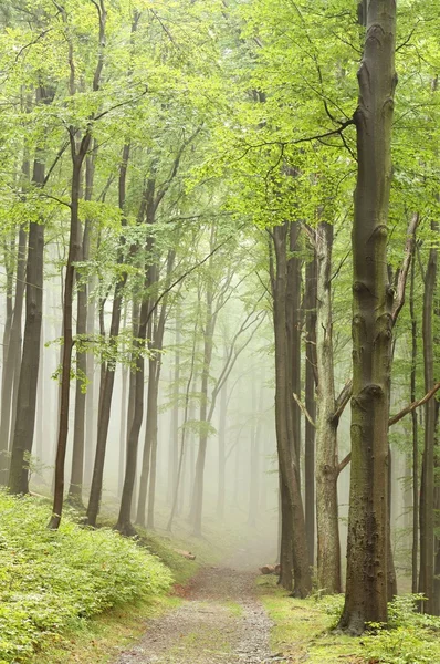 Caminho de floresta nebulosa — Fotografia de Stock