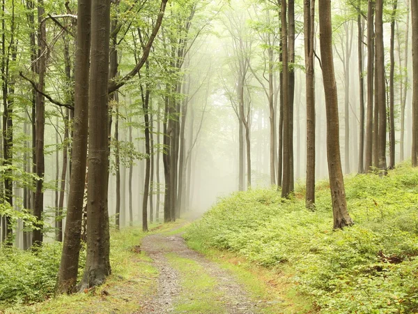 Ścieżka przez las mglisty — Zdjęcie stockowe