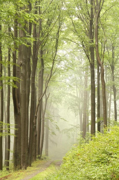 透过薄雾山毛榉森林小径 — 图库照片