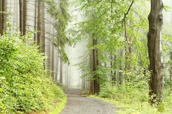 Trail door mistige nazomer bos — Stockfoto