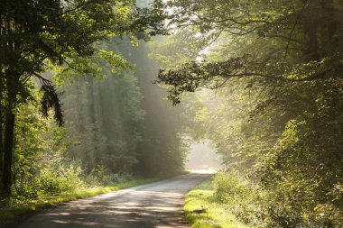 Country road through misty forest in the morning clipart