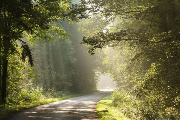 Деревенская дорога через туманный лес утром — стоковое фото