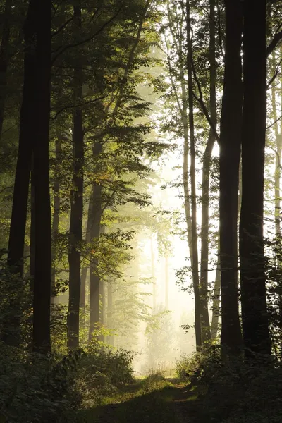 Şafak vakti sisli orman — Stok fotoğraf