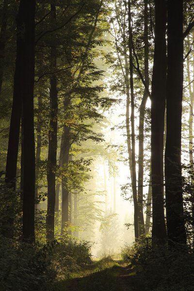 Мистический лес на рассвете
