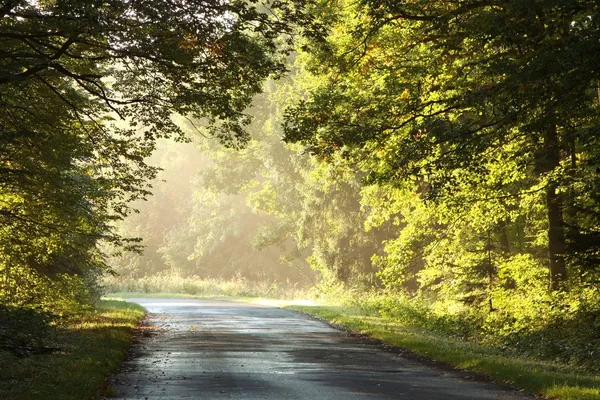 Ködös erdő road, napkeltekor — Stock Fotó