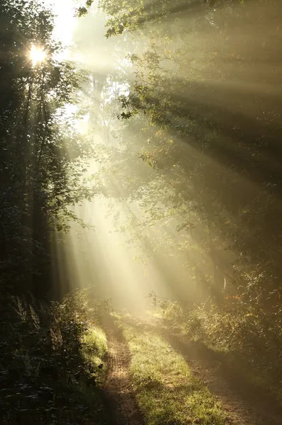 Πρώτο φθινόπωρο πρωί στο ομιχλώδες δάσος — Φωτογραφία Αρχείου