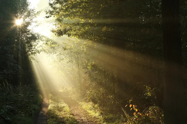 Φως του ήλιου να πέσουμε φθινόπωρο δασικό δρόμο — Φωτογραφία Αρχείου