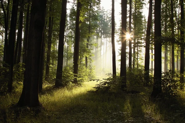 Nebliger Frühlingswald im Morgengrauen — Stockfoto