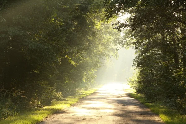 Rural manier door mistige bos bij zonsopgang — Stockfoto