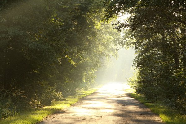 Rural way through misty forest at sunrise