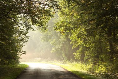 Sunlight entering into a misty deciduous forest at dawn clipart