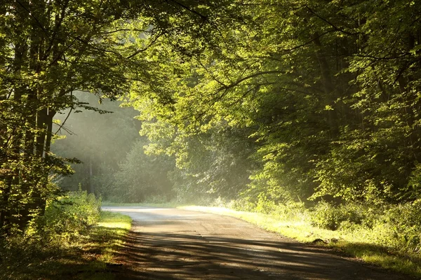Заміська дорога через ліс на світанку — стокове фото
