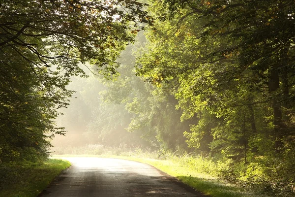 Zonlicht aangaan van een mistige bladverliezende wouden bij dageraad — Stockfoto