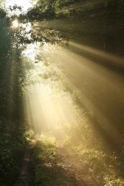 Il sole del mattino cade nella foresta autunnale — Foto Stock