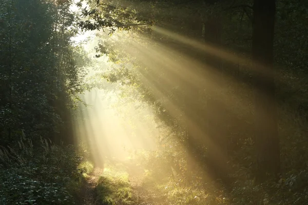 Sunbeams falling on a path in autumn forest — Stock Photo, Image