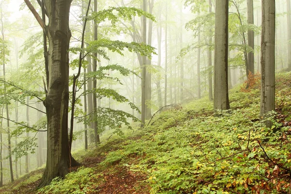 Αρχές φθινοπώρου δάσος οξιών — Φωτογραφία Αρχείου