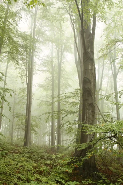 Yaprak döken orman dağ sisi tarafından çevrili — Stok fotoğraf