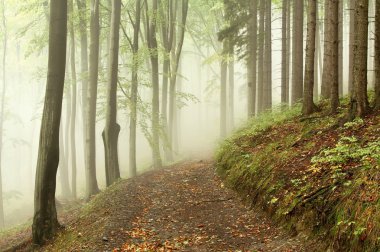 Path in early autumn forest on a foggy morning clipart